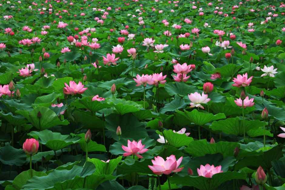 Semiwon Lotus Festival