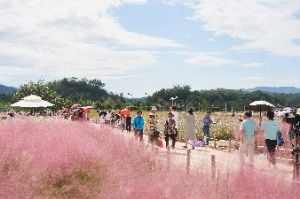 Yangju Cheonilhong Autumn Festa