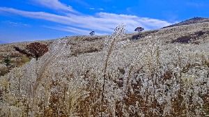 Hwangmaesan Silver Grass Festival