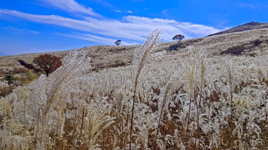 Hwangmaesan Silver Grass Festival