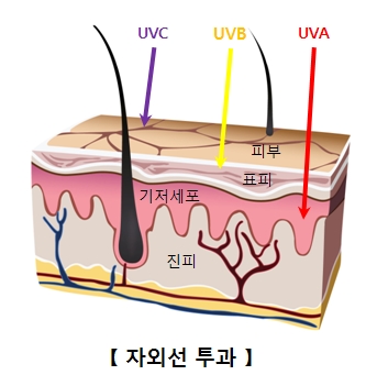 UV 자외선의 표피와 진피 침투 깊이를 보여주는 피부층 다이어그램