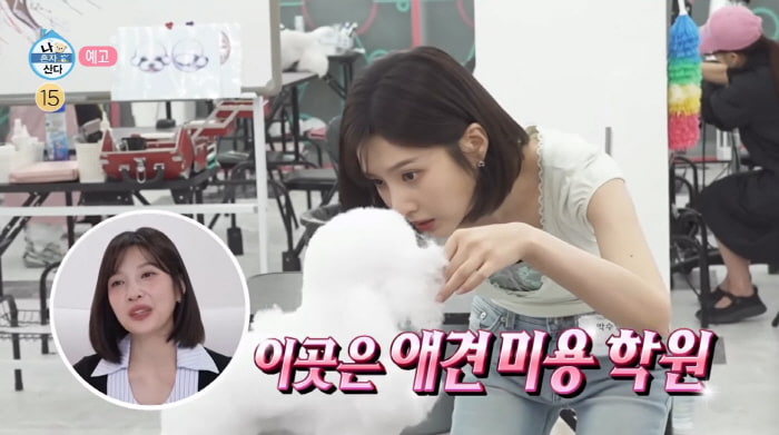 조이, 돌연 제2의 인생 준비…'애견 미용사' 자격증 도전 "이 직업 못하면 기술 있어야"