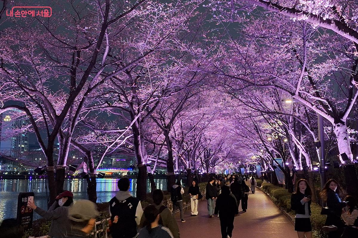 A tunnel of light created along the Seokchon Lake walking path, with scenic lighting softly spreading among the cherry blossom trees.