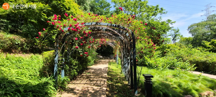 The climbing rose arch and walking trail continue through Achasan Ecological Park..