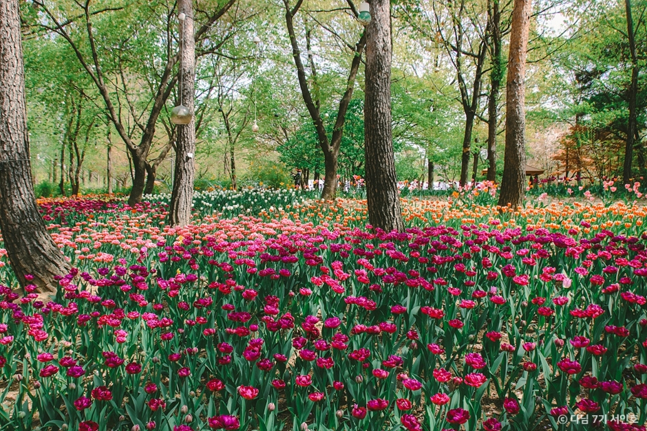 Seoul Forest, transformed from the Ttukseom Racecourse in 2005 into a 24-hour park
