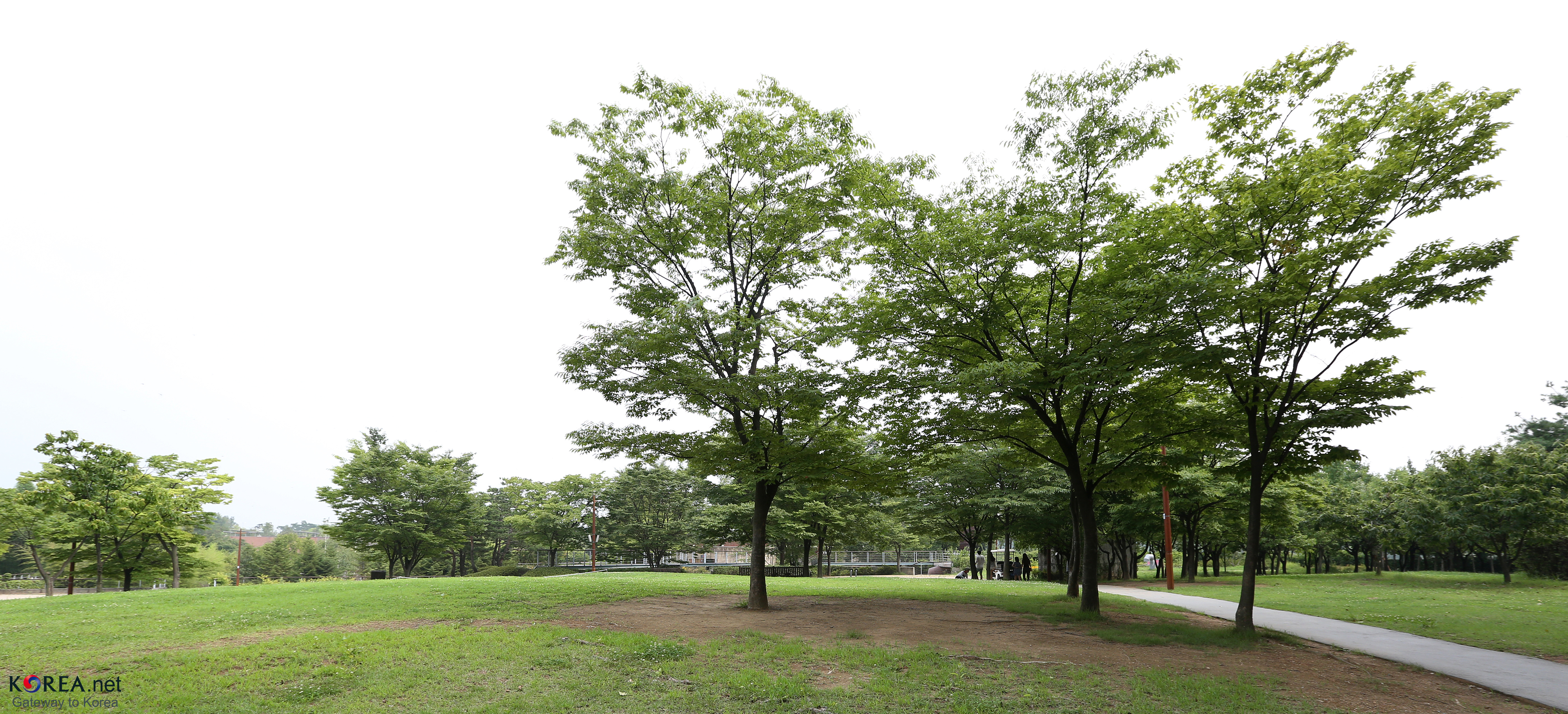 This is a summer green landscape of Seonyudo Park, where trees, lawns, and walking paths continue together..