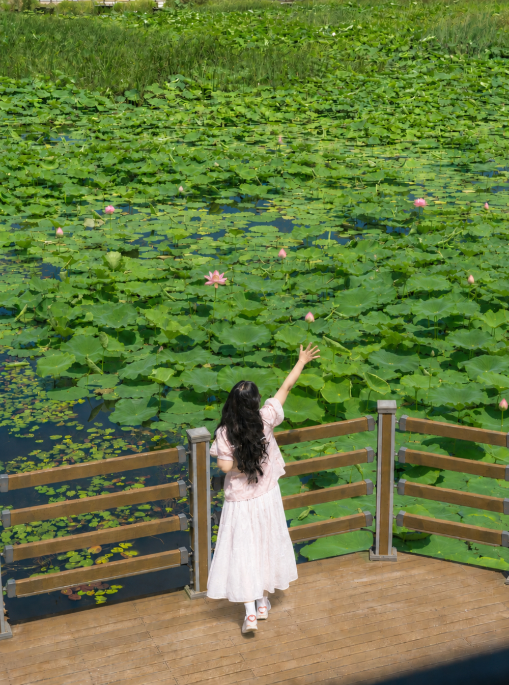 This is a photo of lotus flowers blooming at Gogu Reservoir on Gyodongdo in summer and the surrounding waterside scenery..