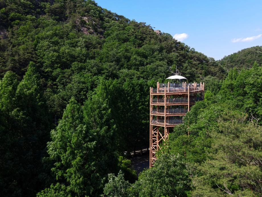 Jangtaesan Recreational Forest Campground, where you can stay on 20 sites beneath a metasequoia forest