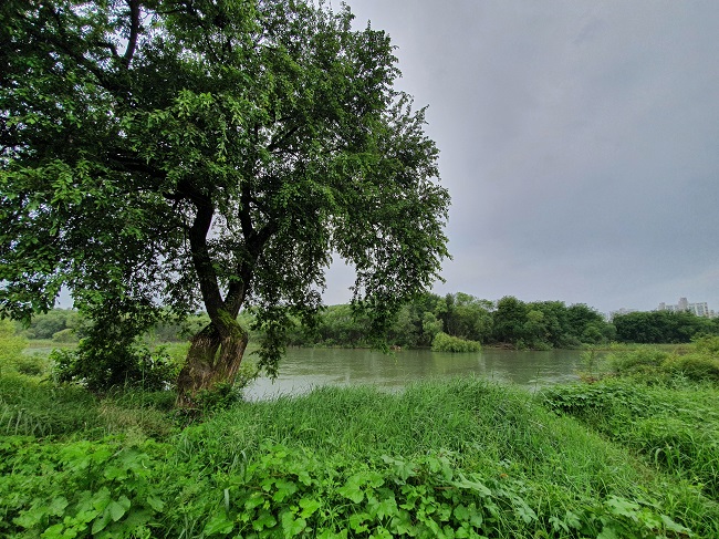 The 39.9 km Waterway Crossing Daejeon City Center, Gapcheon Nuri-gil and Gapcheon Wetland