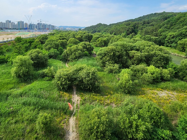 This is a photo of the Daejeon Gapcheon Wetland Protected Area as seen from Doan Bridge..