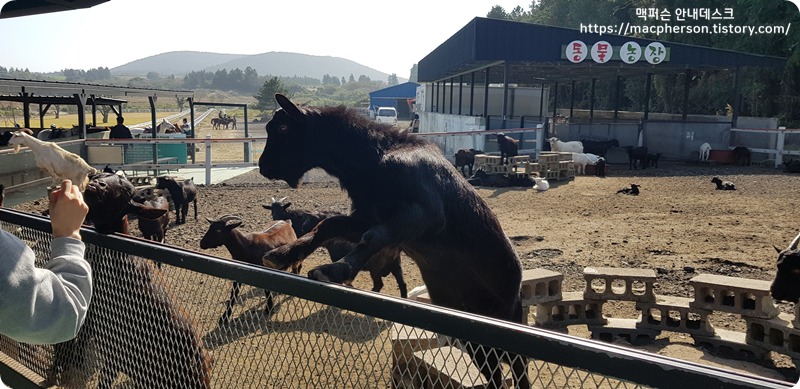 This is a photo introducing the animal feeding experience at Deureukmunda..