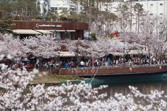 The scenery during cherry blossom season at Seokchon Lake.