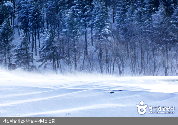대관령의 거센 바람에 피어난 눈꽃.