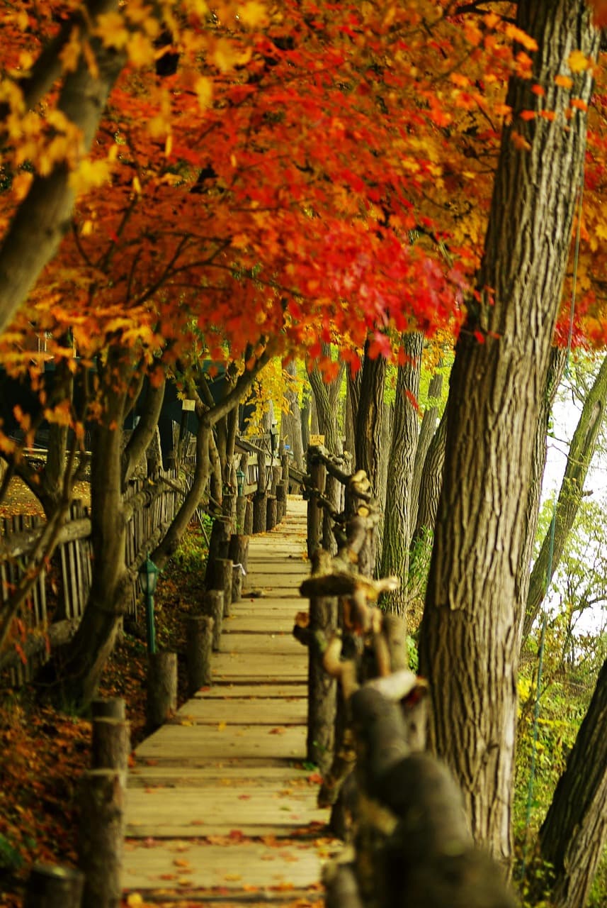 남이섬 숲속 산책 코스