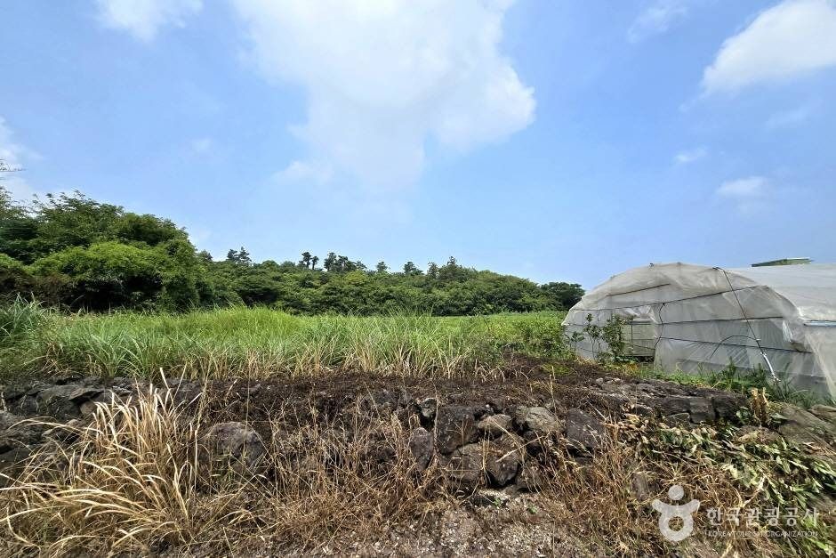 제주 신시가지 곁, 10분 만에 오르는 가새기오름의 해송 능선