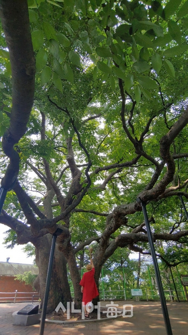 Why the 500-Year-Old Dangsan Tree Remained on the Expressway Behind Hyeongpung Service Area Bound for Changwon