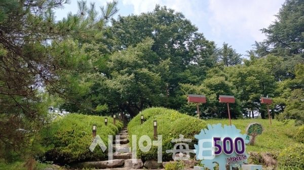 산책로 아래에서 본 현풍휴게소 500년 느티나무입니다.