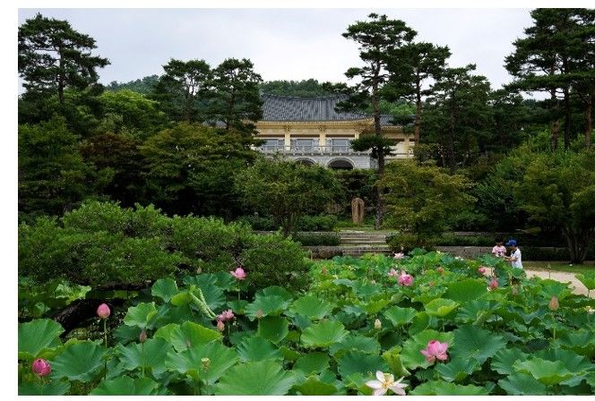희원 법연지에 핀 연꽃입니다.