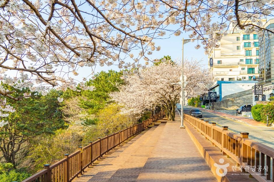 해운대 달맞이고개 3.1km, 문탠로드에서 바다와 해송을 함께 걷는 법