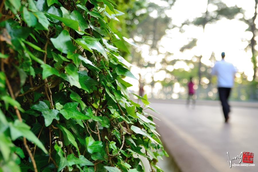 A path linking the forest, lighthouse, and APEC venue on Dongbaek Island, 950 m from Haeundae Beach