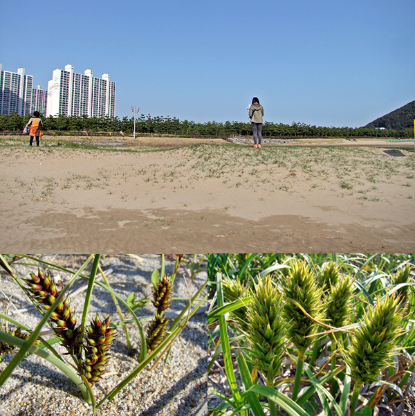 부산국가지질공원이 제공한 암남공원 해안 지질 사진입니다.