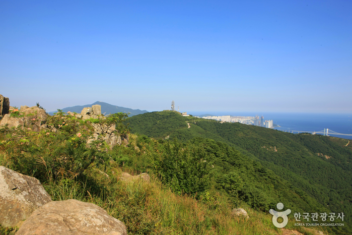 Busan's Geumnyeonsan Mountain, Overlooking Gwangan Bridge from a Ridge of Golden Lotuses