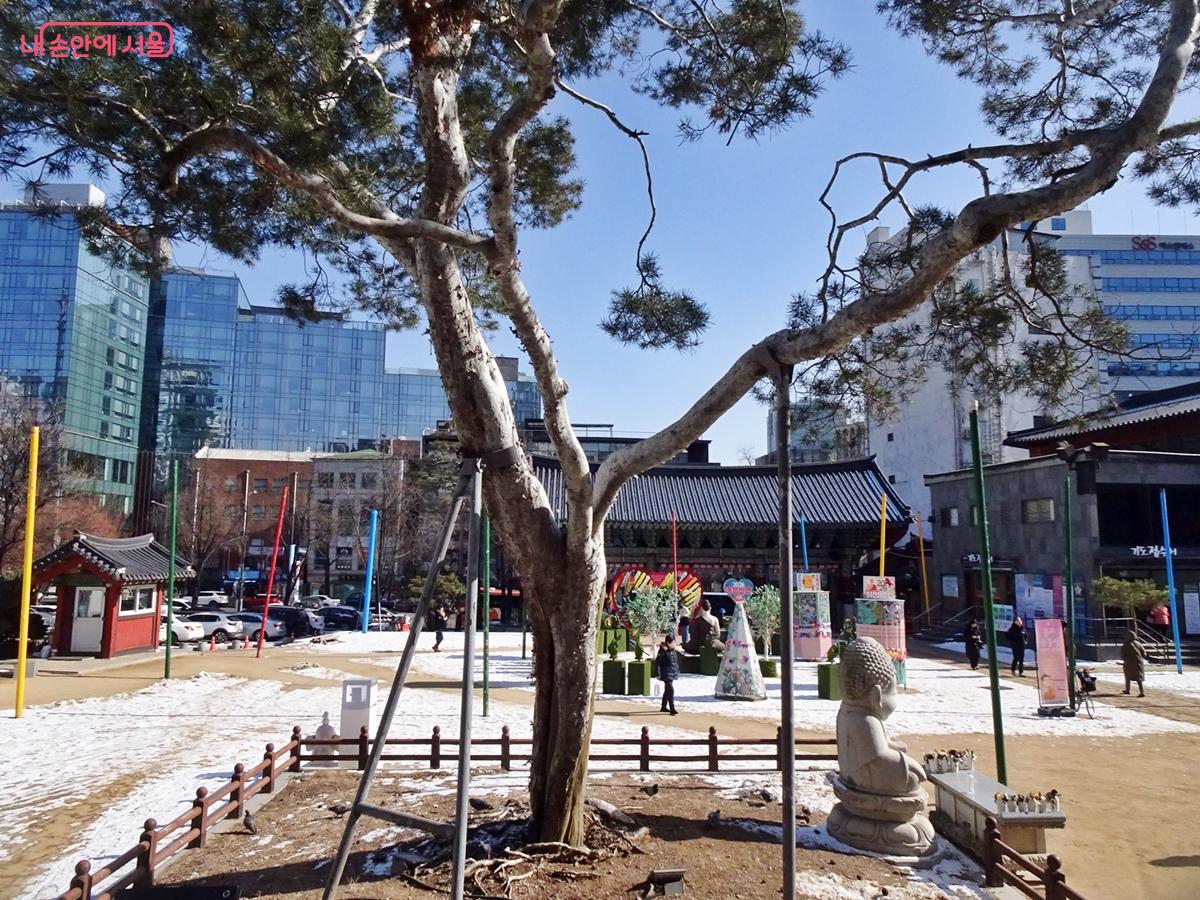 천연기념물 제9호인 조계사 백송입니다.