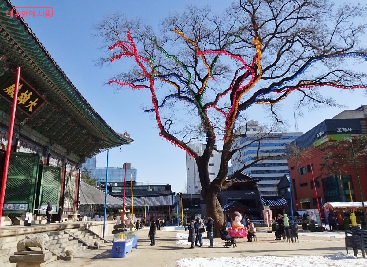 수령 약 450년으로 소개되는 조계사 회화나무입니다.