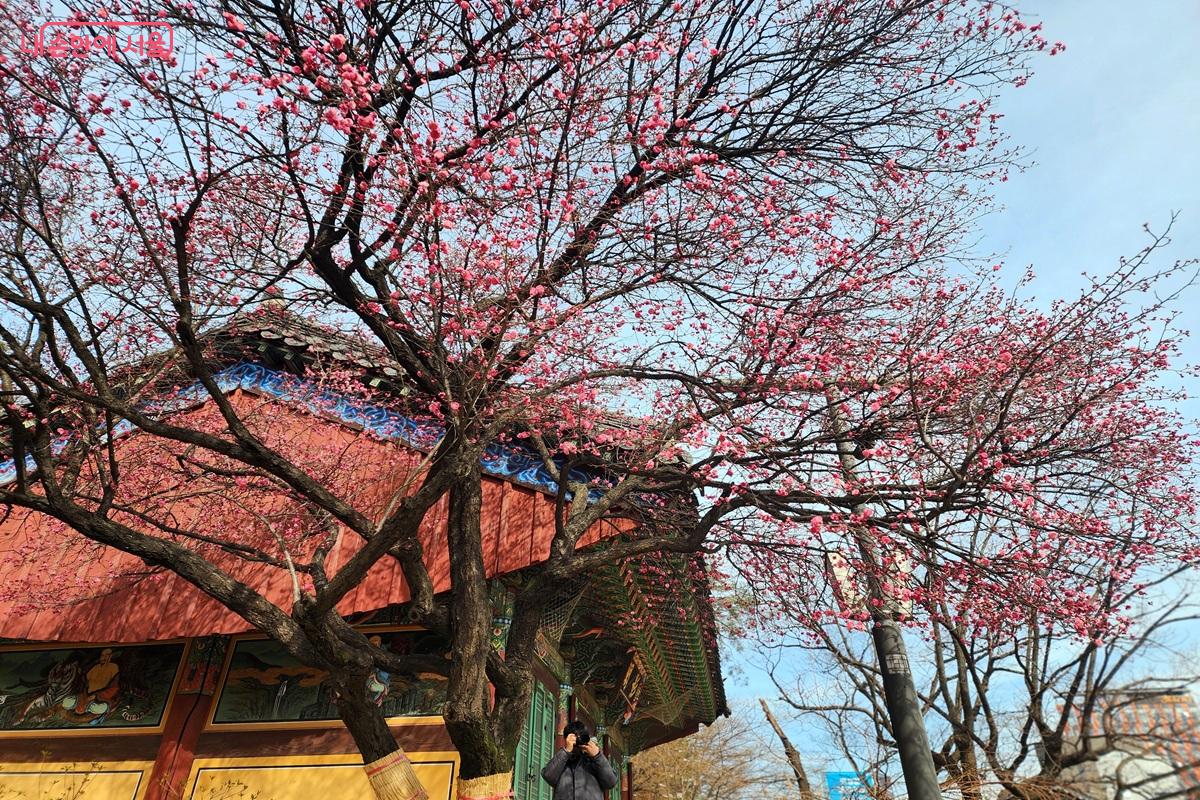 봉은사 영각 주변의 홍매화입니다.