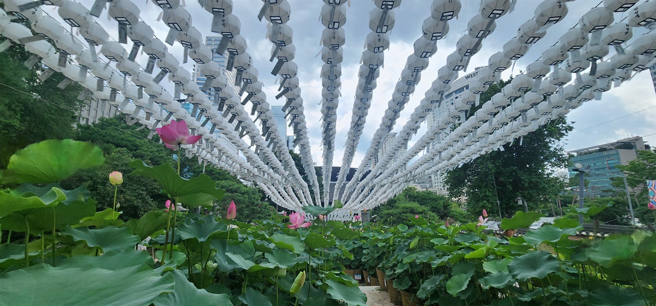 봉은사 연꽃단지 위의 연등 풍경입니다.