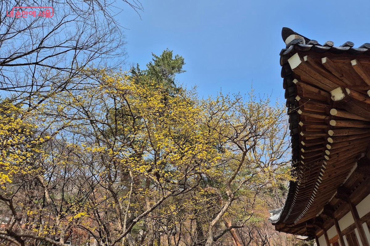 상춘재 기와와 산수유나무가 보이는 청와대 풍경입니다.