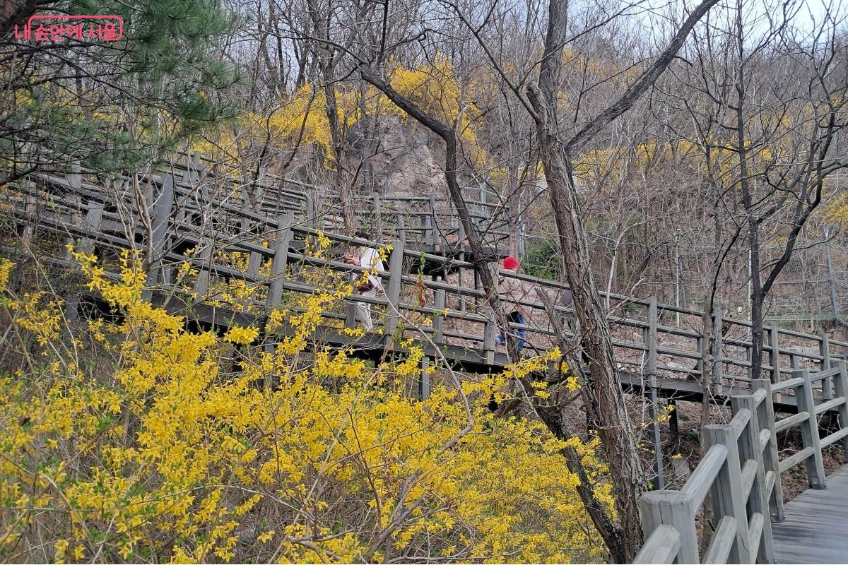 개나리 사이로 이어지는 북한산 자락길 데크길입니다.