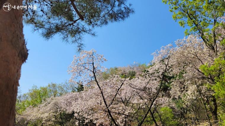 북악산 남측 탐방로 주변의 봄 벚꽃 풍경입니다.