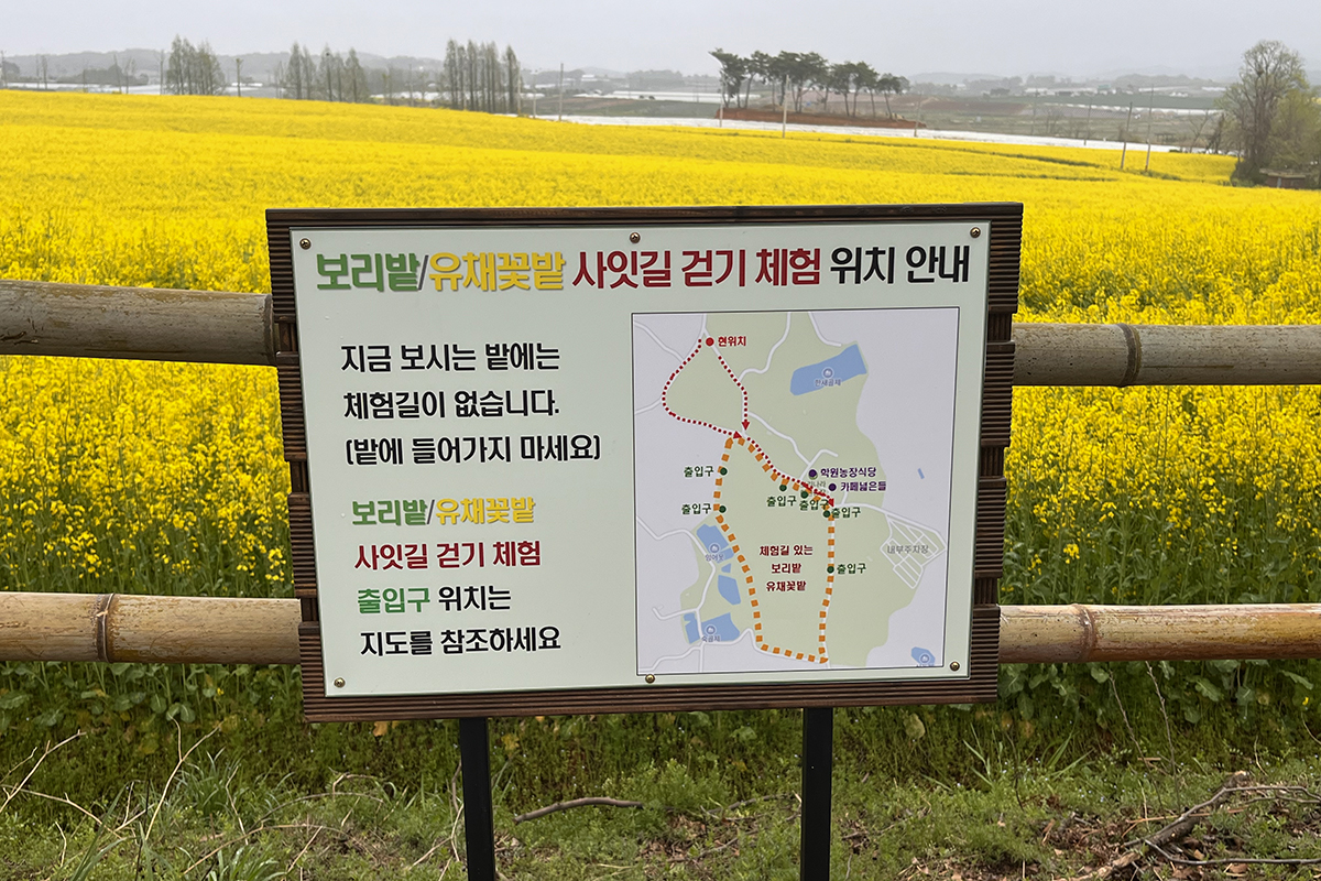 From Spring Greenery to Autumn Buckwheat, Gochang Hakwon Farm’s Green Barley Fields