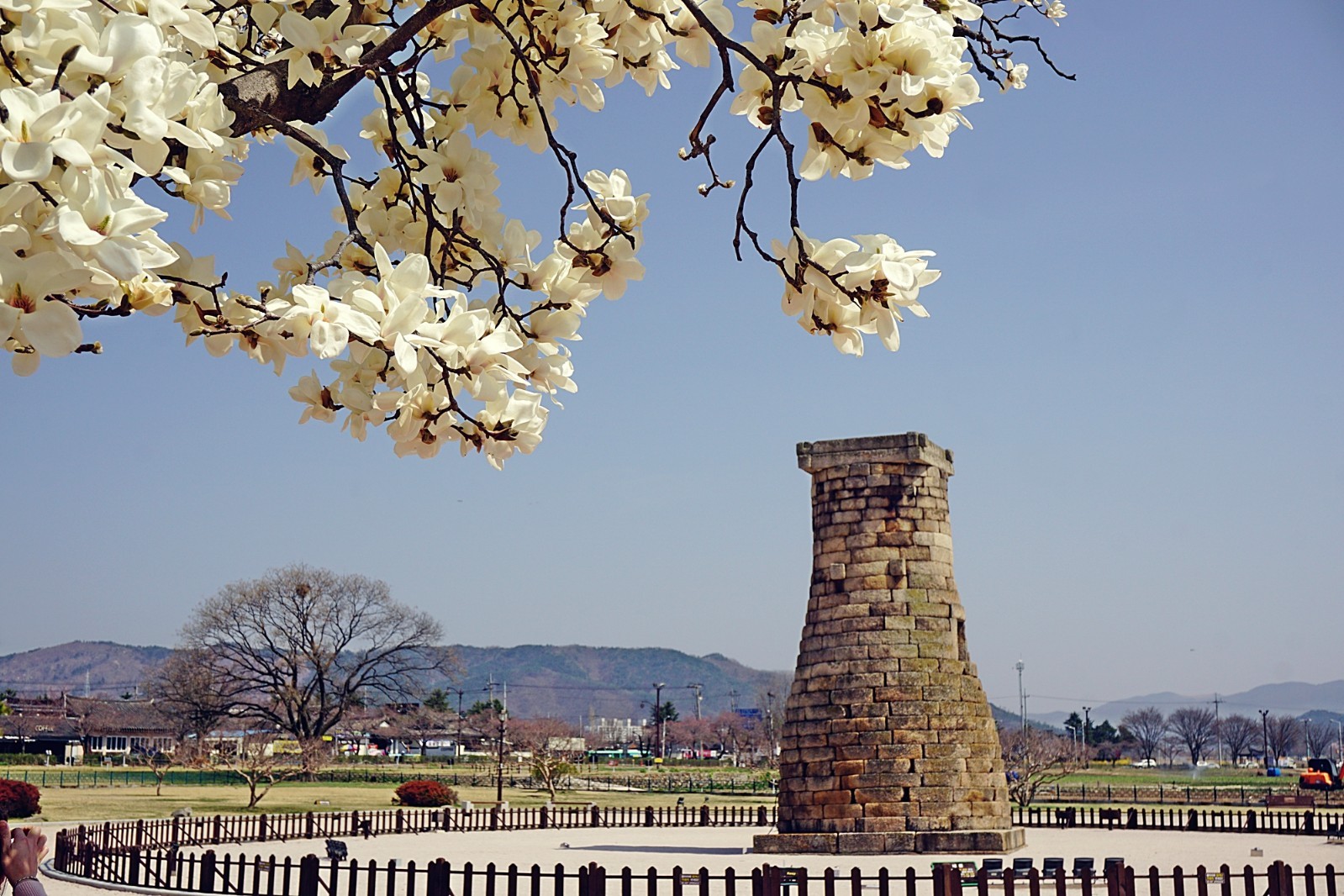 목련 아래에 보이는 경주 첨성대입니다.
