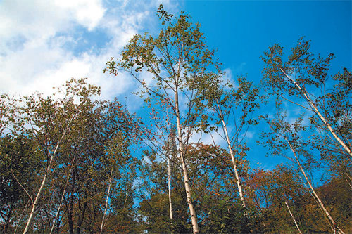 Hwadam Forest in Gwangju: 16 themed gardens across 50,000 pyeong on Balibong in Gonjiam