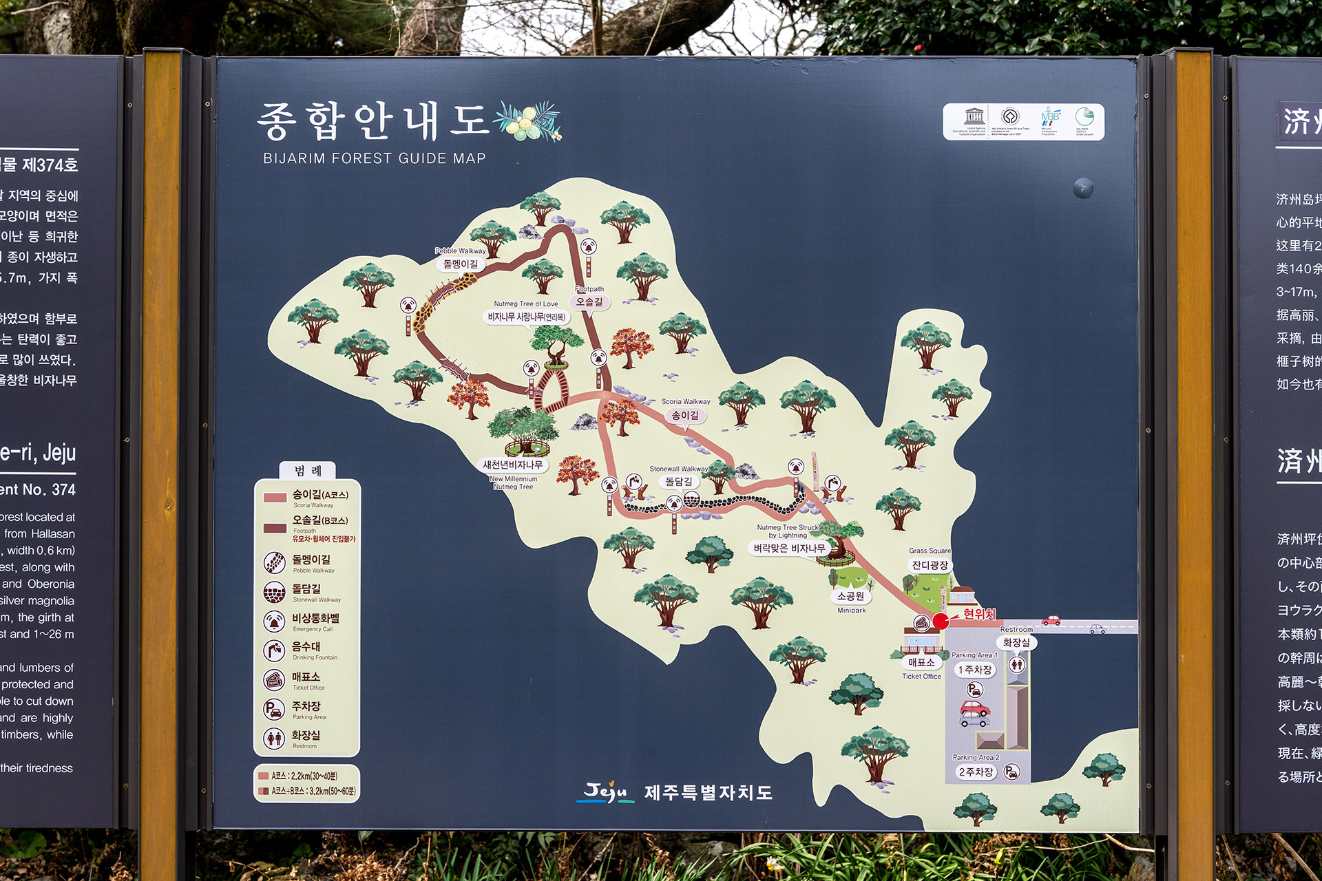 2,800 Bija Trees Aged 500–800 Years: Walking through Bijarim Forest in Eastern Jeju