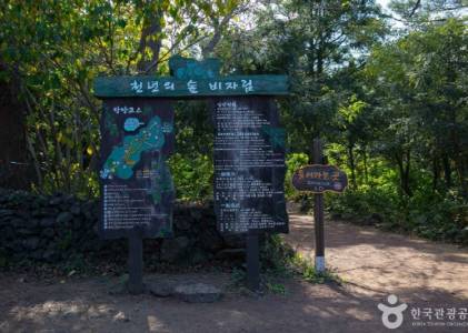 비자림 탐방로 전경