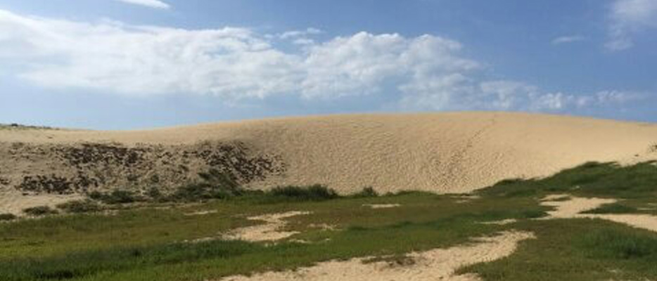 바람이 만든 3.4km 모래언덕, 태안 신두리해안사구를 걷는 법