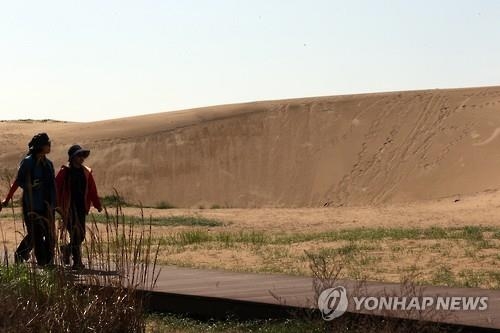 신두리 해안사구의 바람과 모래 경관입니다.