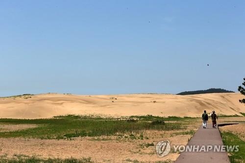 신두리 해안사구의 모래언덕 풍경입니다.