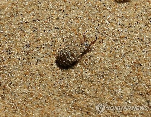 신두리 해안사구의 모래 지형입니다.