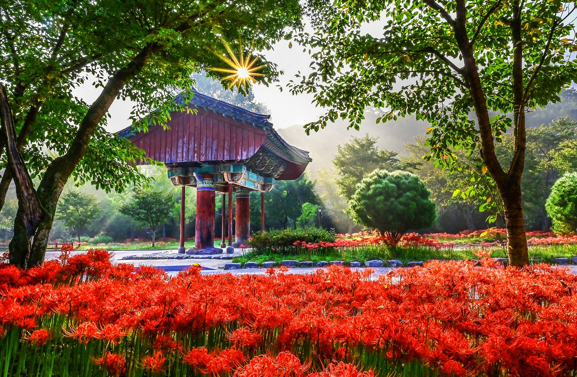 고창 선운산도립공원에 핀 꽃무릇입니다.