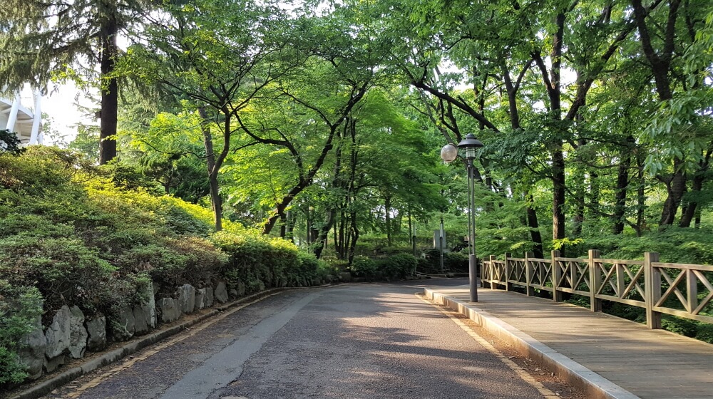 광주 사직공원의 수목 풍경입니다.