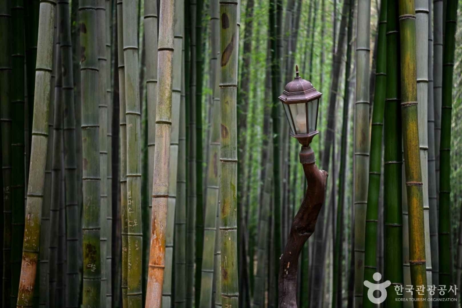 담양 죽녹원 대나무숲 풍경.