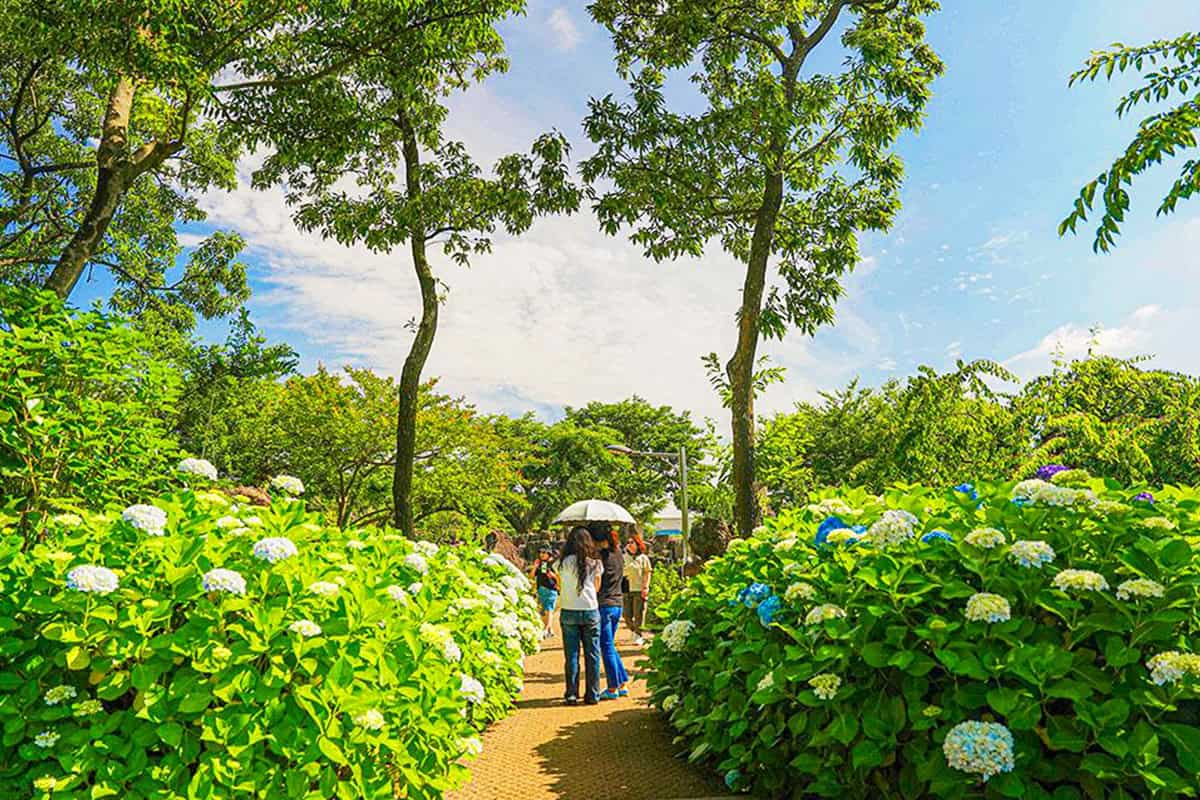 제주 송당동화마을 수국입니다.