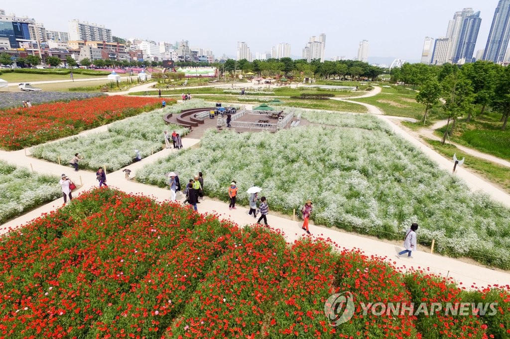 태화강 봄꽃 대향연의 꽃밭입니다.