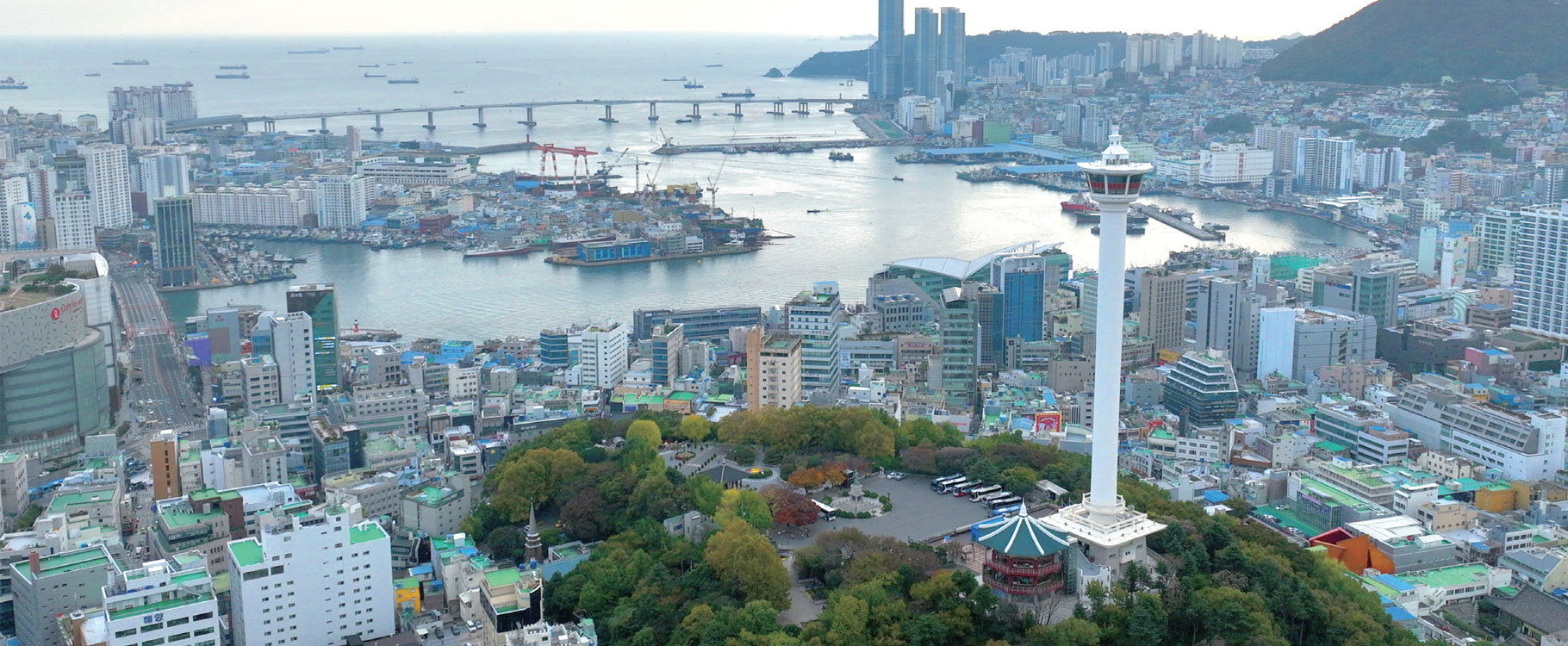 Busan’s Dawn Begins Beneath the Seagull Roof: Jagalchi Market