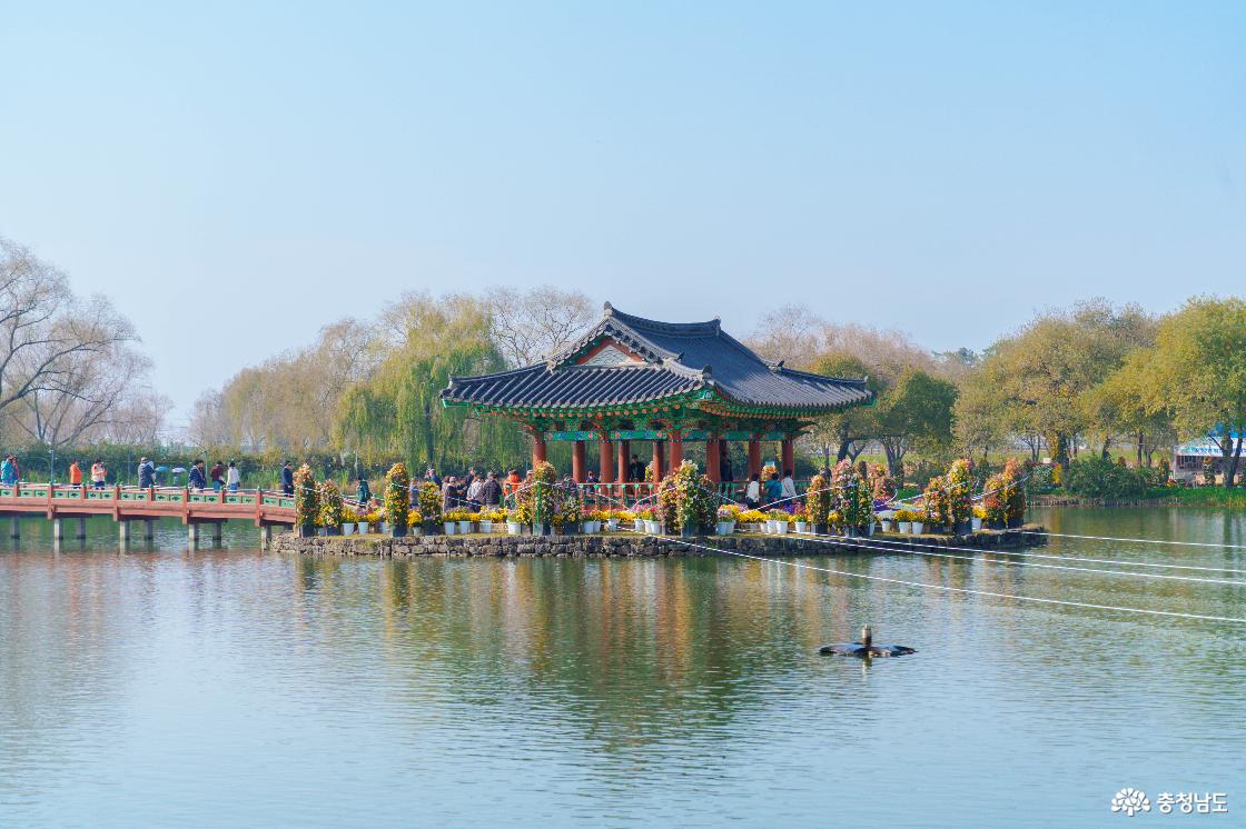 2025년 궁남지 국화축제 기간의 포룡정 모습입니다.