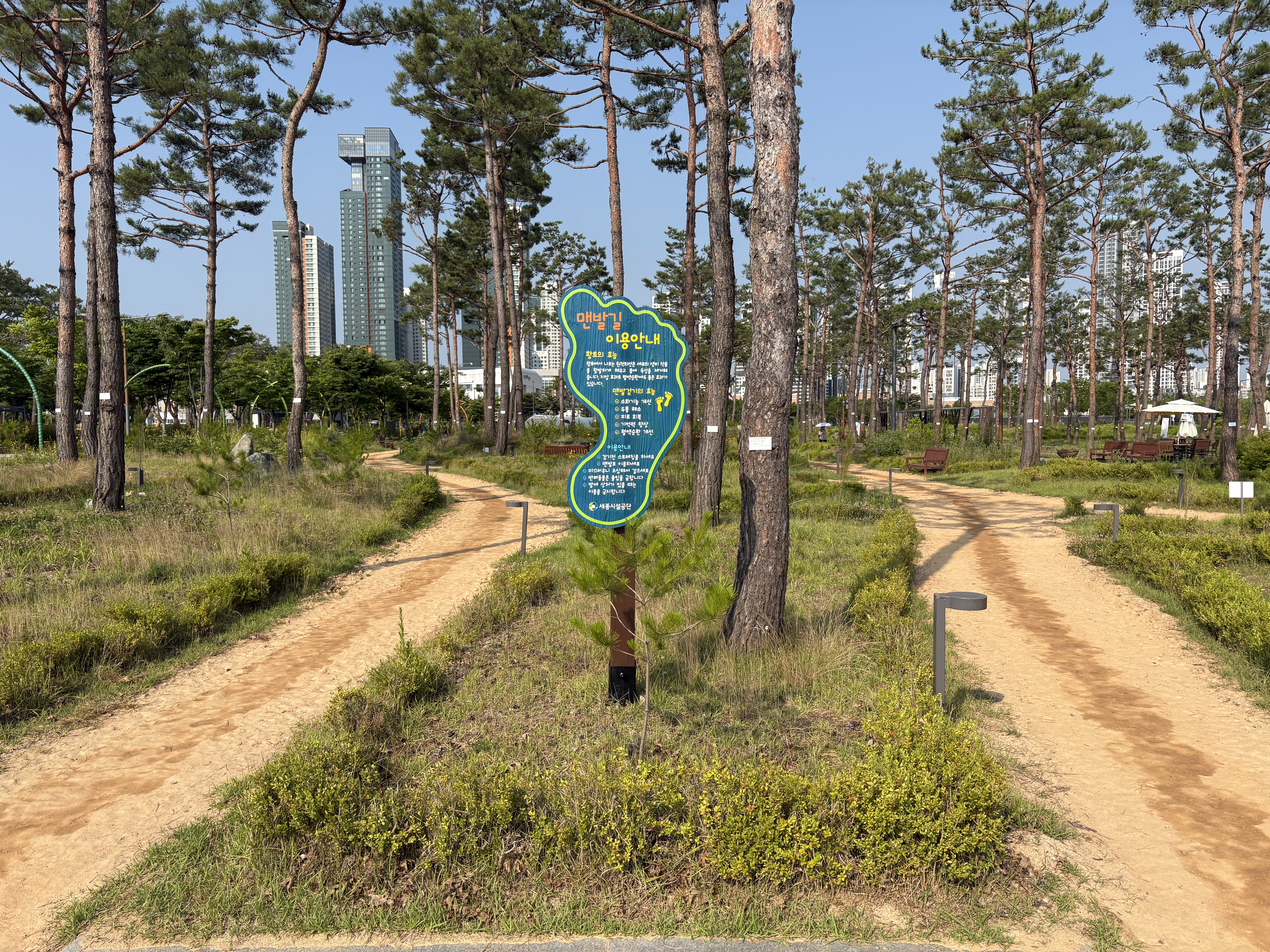 세종중앙공원 솔숲정원 맨발산책길입니다.